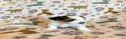 Morkie dogs for sale: Daisy - Ad 3