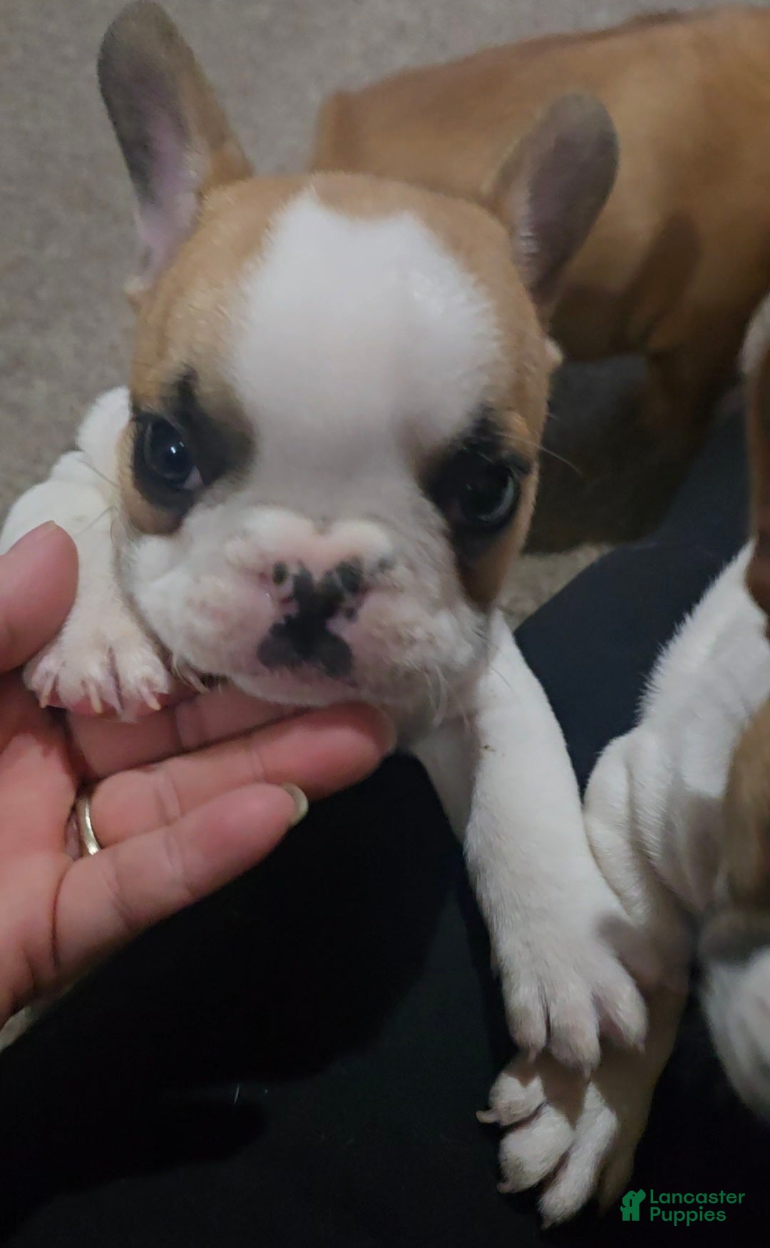 French Bulldog dogs for sale: French Bulldog Puppy 1 - Ad 12