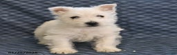 West Highland Terrier dogs for sale: Harold - Ad 2