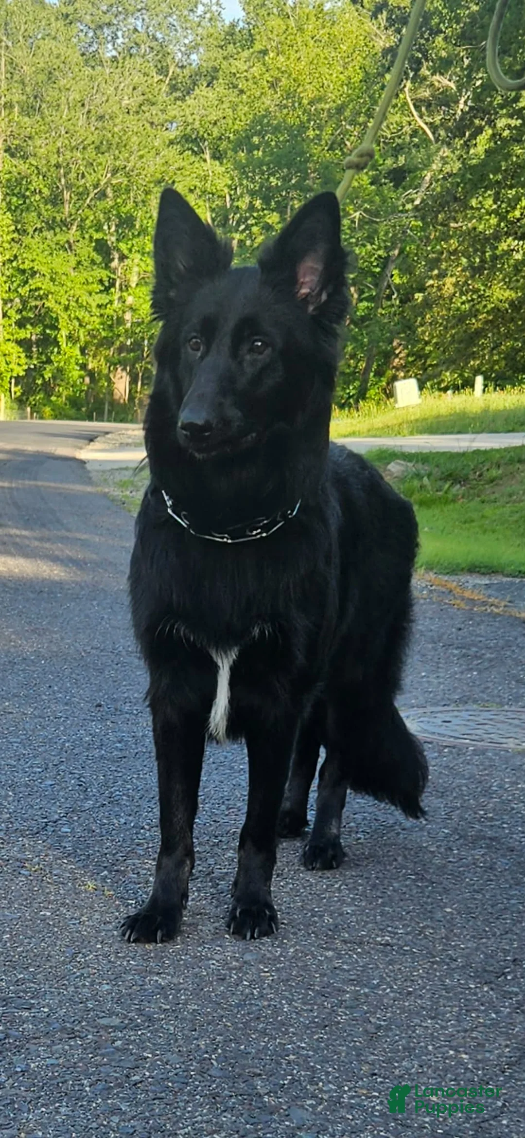 German Shepherd dogs for sale: German Shepherd 1 - Ad 1