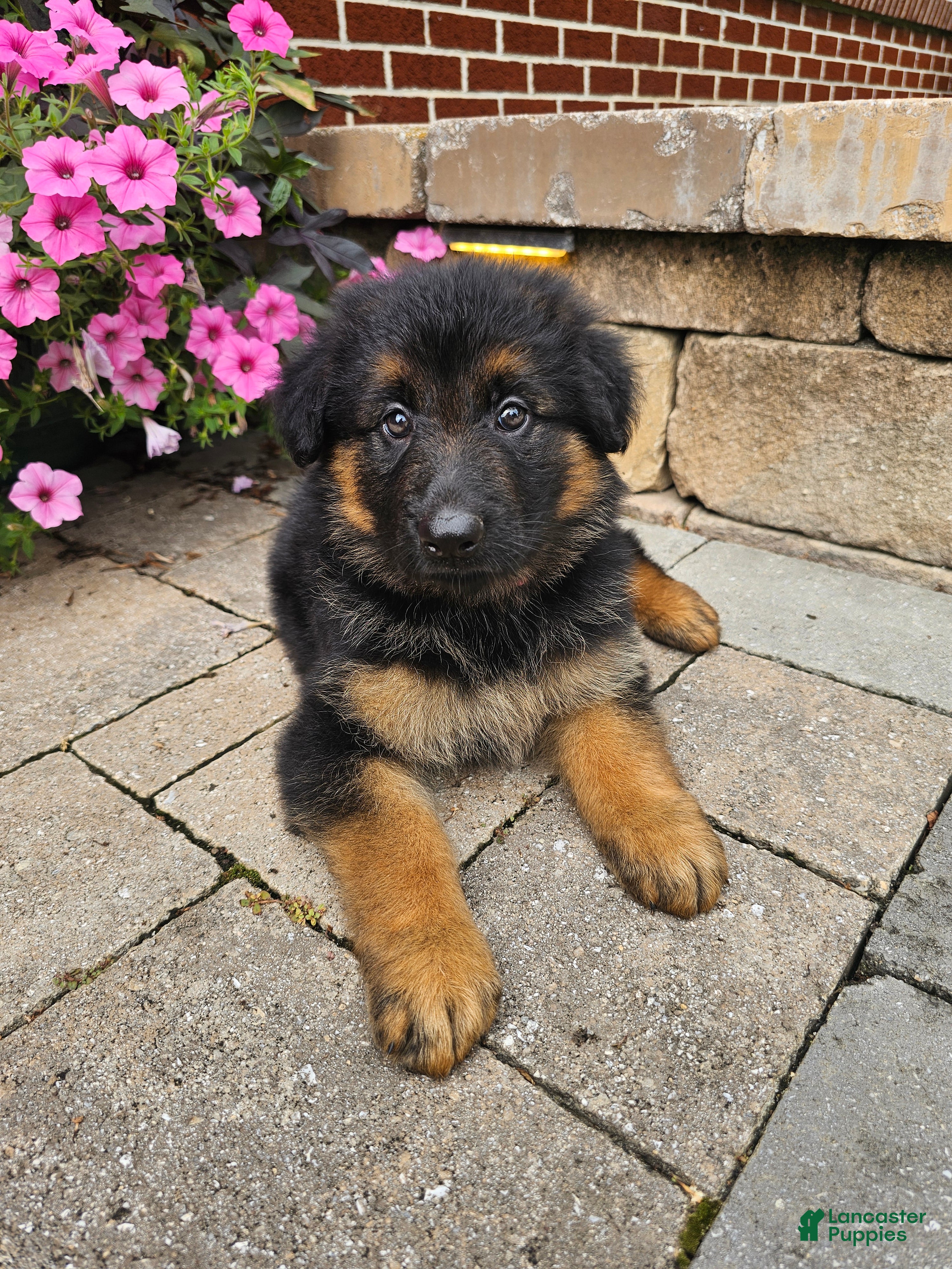 German Shepherd dogs Jenna - Ad 1