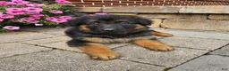 German Shepherd dogs for sale: Jenna - Ad 5