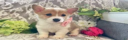 Welsh Corgi Pembroke dogs for sale: Mandy - Ad 6