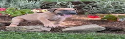 Great Dane dogs for sale: Patience Great Dane  - Ad 14
