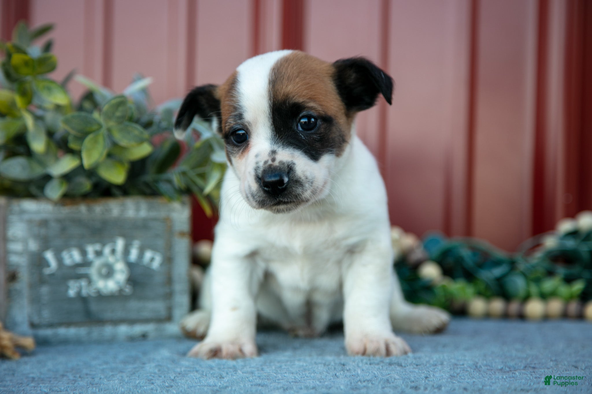 Jack Russell Terrier dogs Grady - Ad 27