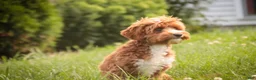 Cavapoo dogs for sale: Herbie - Ad 5
