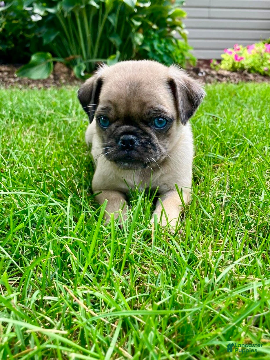 Pug dogs Jake - Ad 2