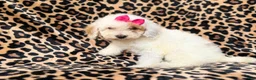 Mini Goldendoodle dogs for sale: Chloe - Ad 9