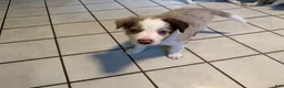 Border Collie dogs for sale: Tank - Ad 3