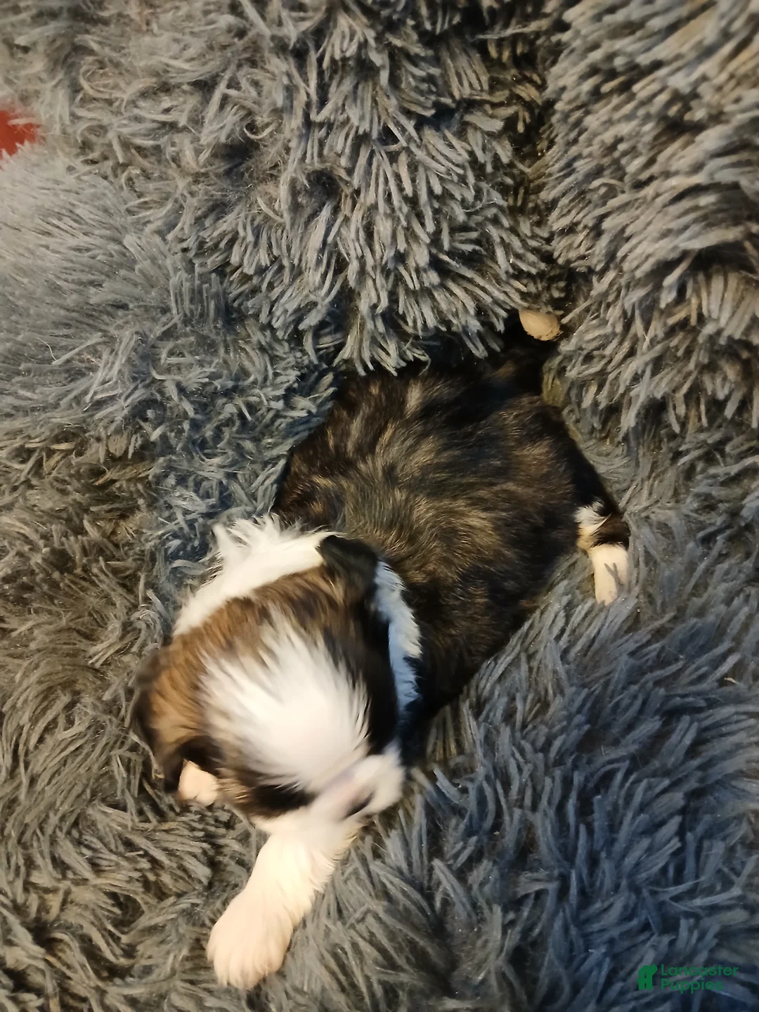 Shih Tzu dogs for sale: Bullet - Ad 1