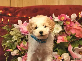 Mini Goldendoodle dogs Happy Taffy - Ad 23