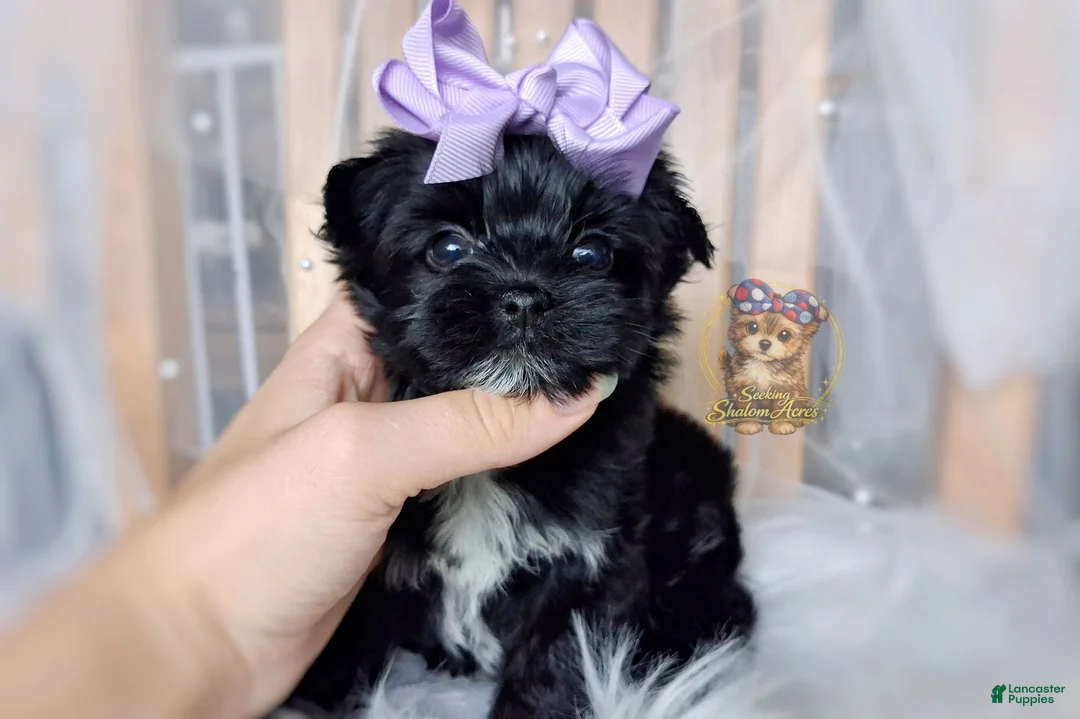 Morkie dogs for sale: Korean Moana - Ad 1