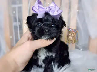 Morkie dogs Korean Moana - Ad 8