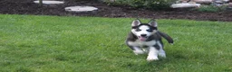 Siberian Husky dogs for sale: Luna - Ad 2