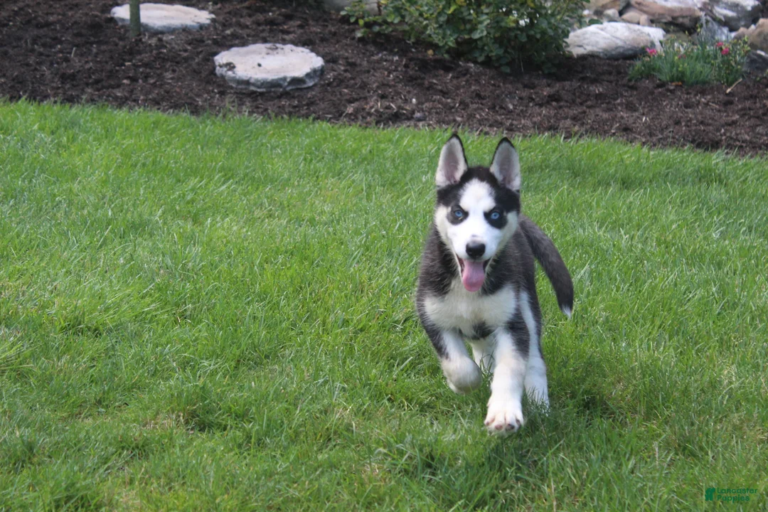 Siberian Husky dogs for sale: Luna - Ad 2