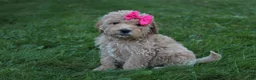 Mini Goldendoodle dogs for sale: Daisy 🎀 - Ad 3