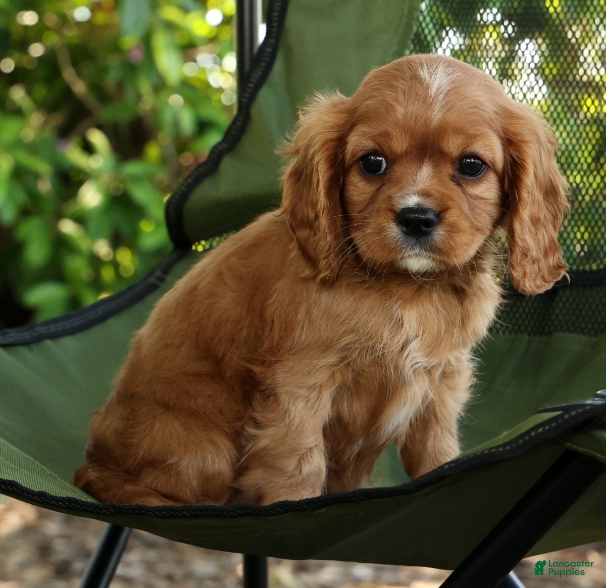 Cavalier King Charles Spaniel dogs for sale: Callie - Ad 7