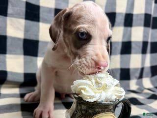 Great Dane dogs Blue Fawnquin Headed Pied (Heavy Euro) - Ad 21