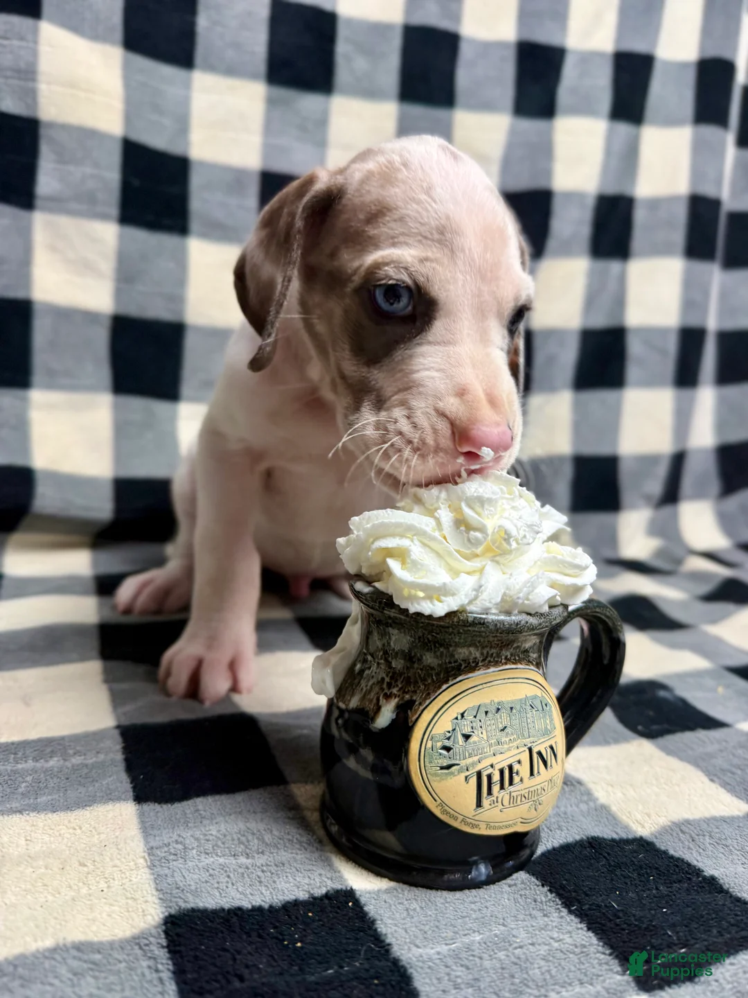 Great Dane dogs for sale: Blue Fawnquin Headed Pied (Heavy Euro) - Ad 8