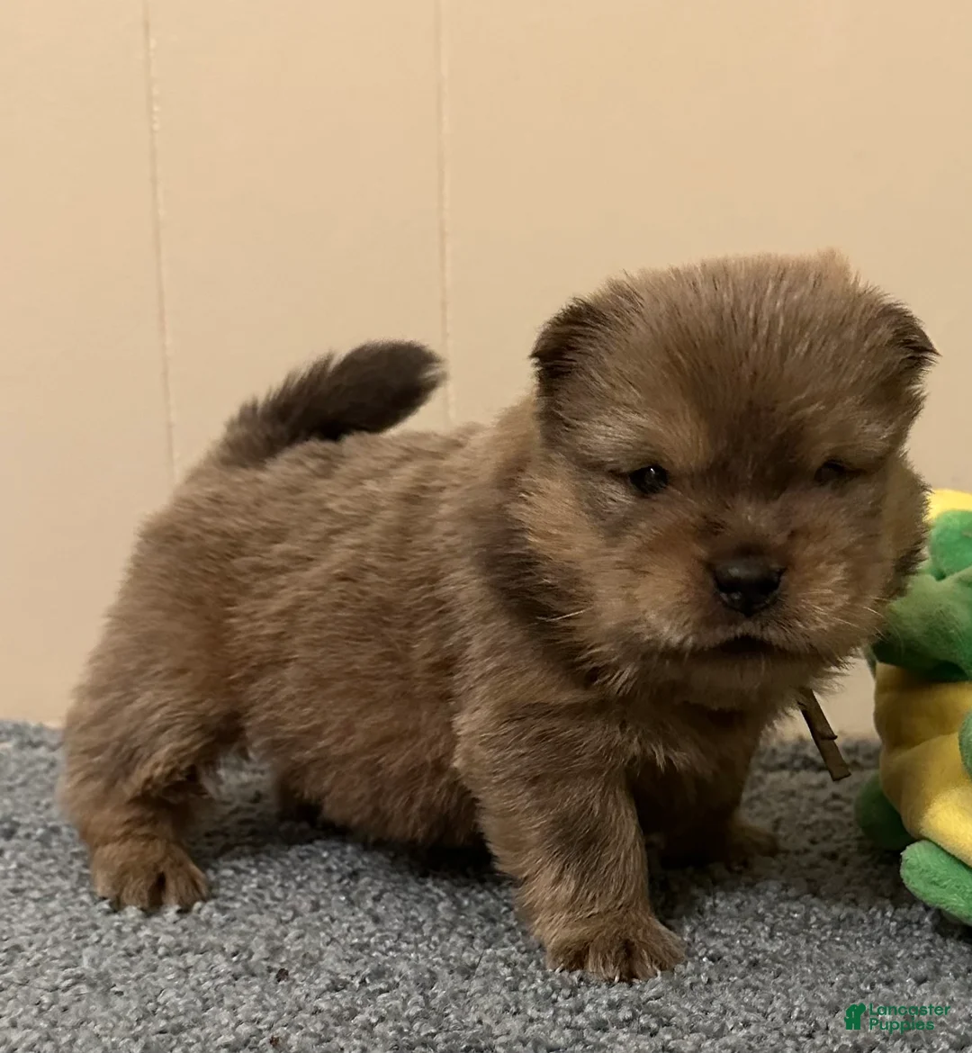 Chow Chow dogs for sale: Peanut  - Ad 2