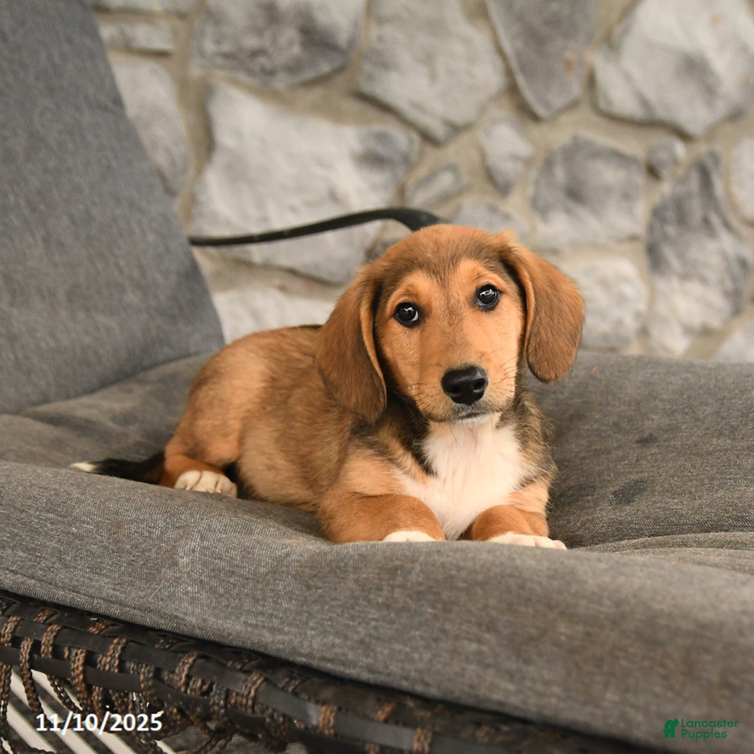 Mixed Breed dogs for sale: Blake - Ad 3