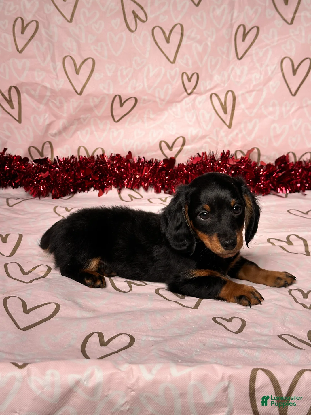 Miniature Dachshund dogs for sale: Cooper - Ad 5