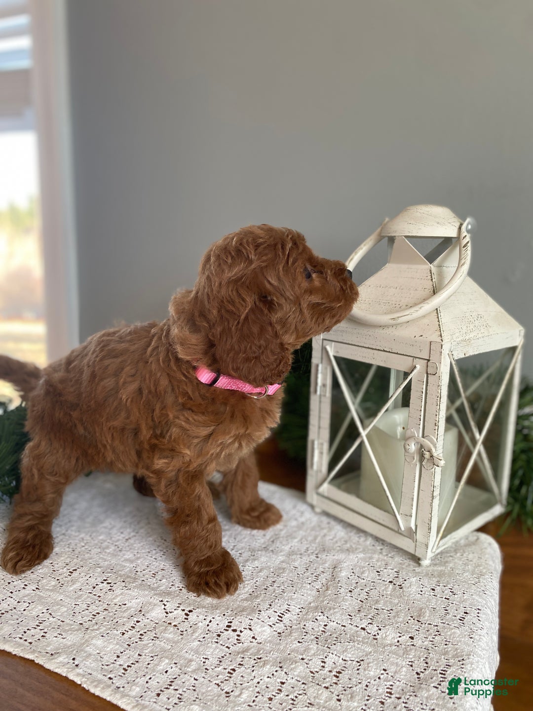 Mixed Breed dogs for sale: Angel  - Ad 4