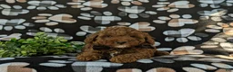 Miniature Poodle dogs for sale: Remmington - Ad 5