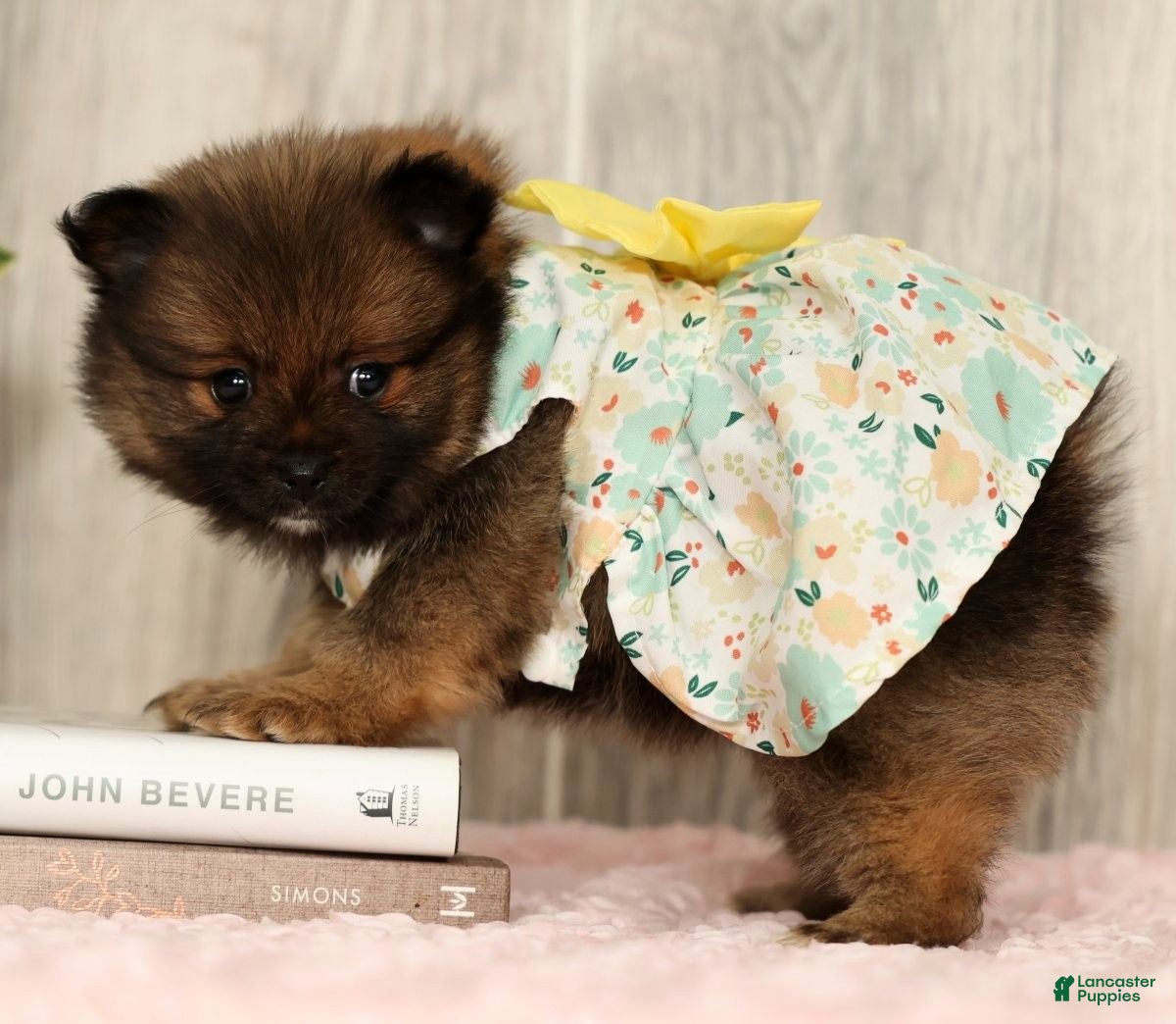 Pomeranian dogs Cookie - Ad 1