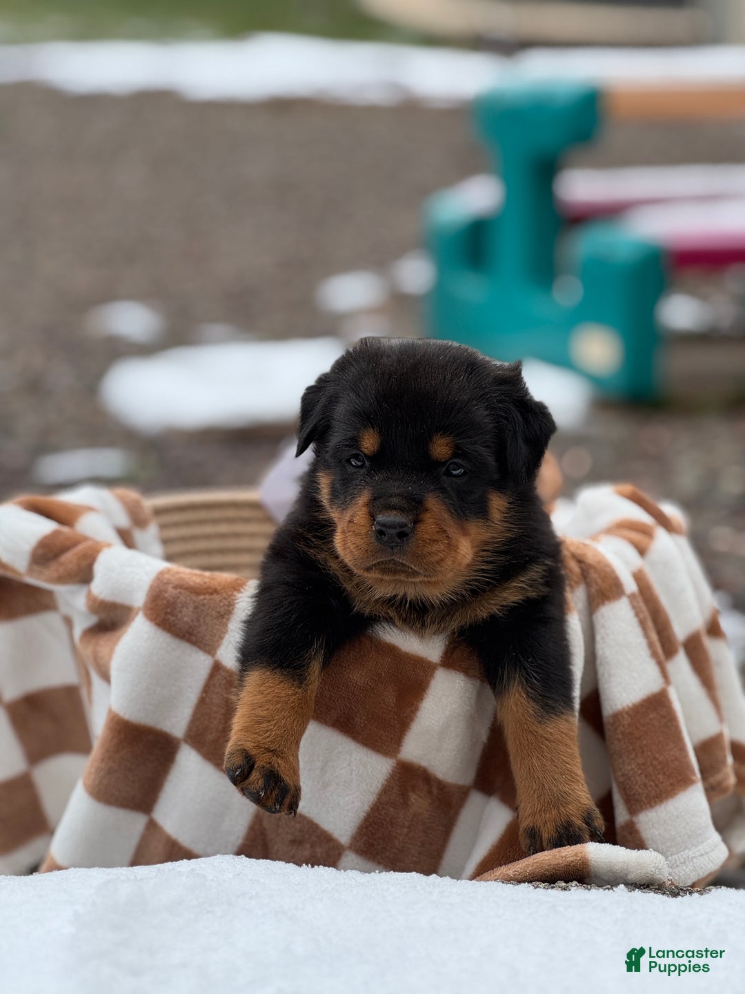 Rottweiler dogs for sale: Dahila (long tail)  - Ad 9