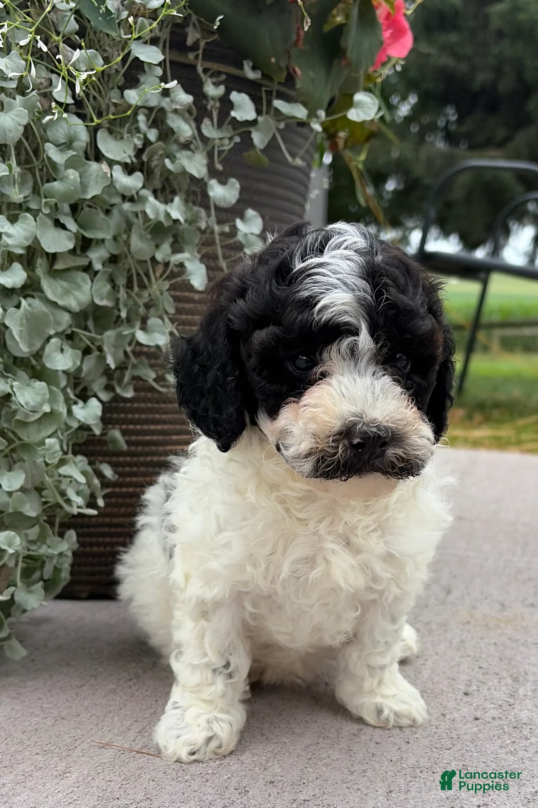 Havapoo dogs for sale:  Bounce - Ad 1