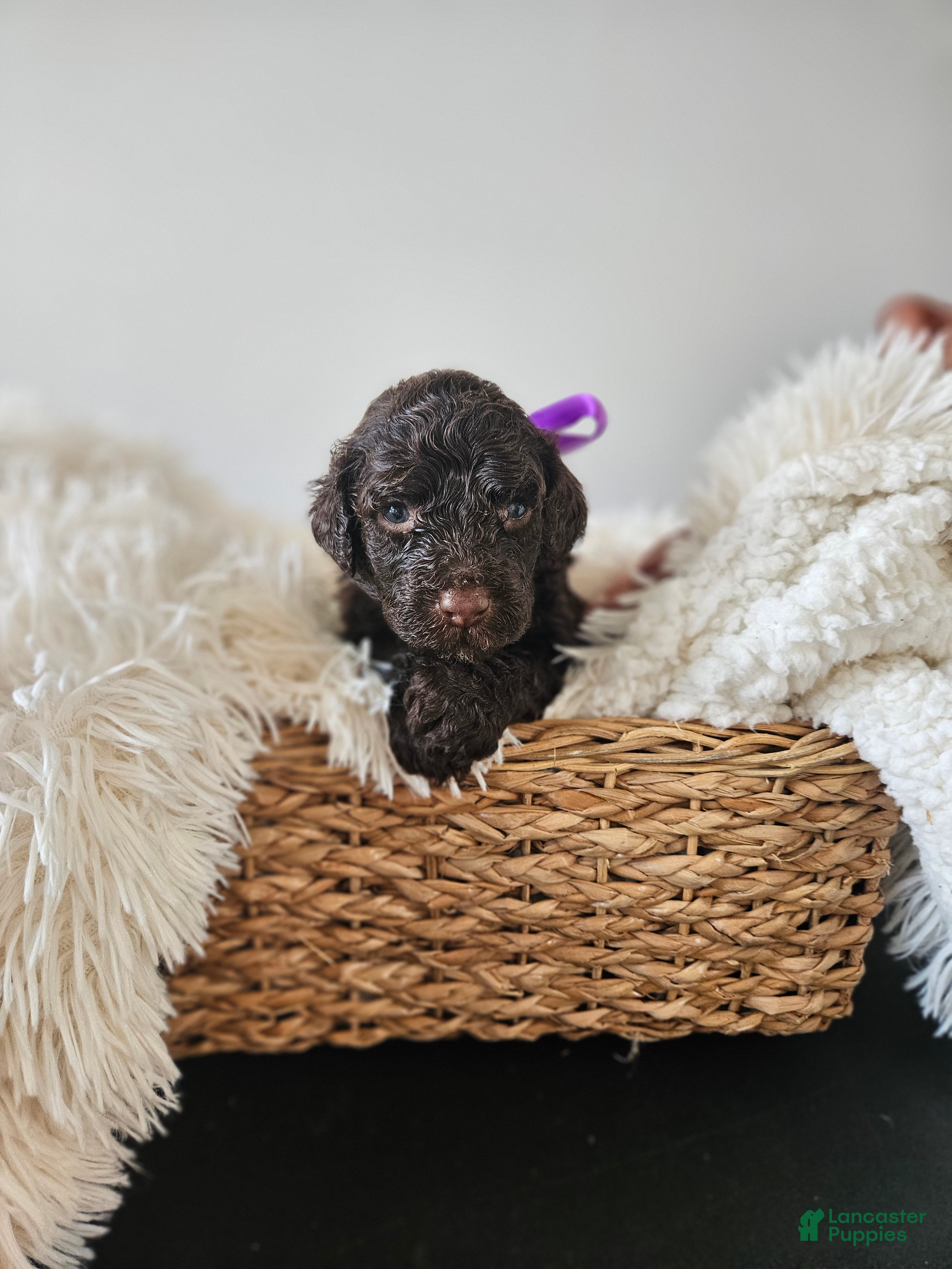Portuguese Water Dog dogs Hershey - Ad 15