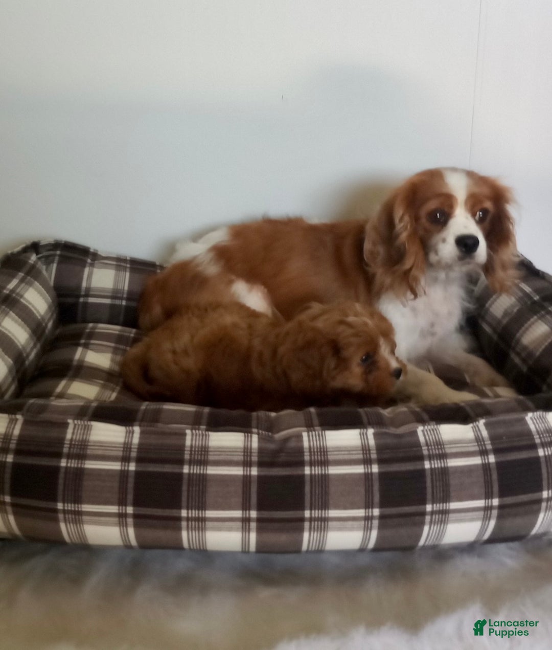 Cavapoo dogs for sale: Nora - Ad 8