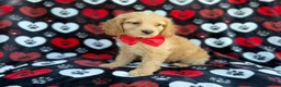 Cockapoo dogs for sale: Tuck - Ad 4