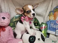 Chihuahua dogs Audrianna (Tri-color) - Ad 6