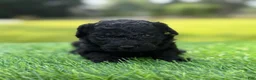 Cockapoo dogs for sale: Nora - Ad 7
