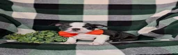 Boston Terrier dogs for sale: Egypt - Ad 2