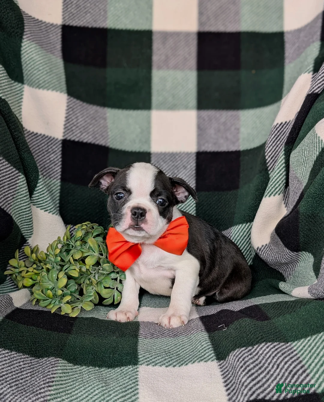 Boston Terrier dogs for sale: Egypt - Ad 2