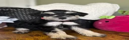 Miniature Schnauzer dogs for sale: Daisy - Ad 7