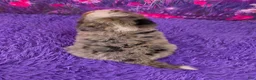 Mini Bernedoodle dogs for sale: Karma - Ad 4