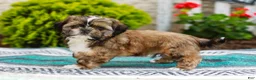 Shih Tzu dogs for sale: Barley (Raised in Home, Crate Trained & Potty Training!) - Ad 5