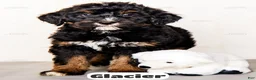 Bernedoodle dogs for sale: Glacier - Ad 11