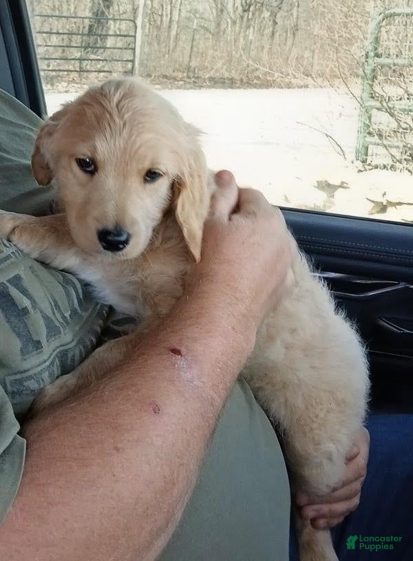 Goldendoodle dogs Prince Stud - Ad 1