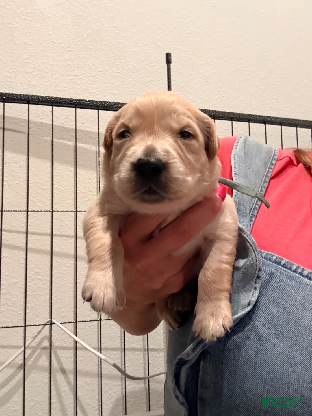 Golden Retriever dogs for sale: Golden Blue Olie - Ad 11