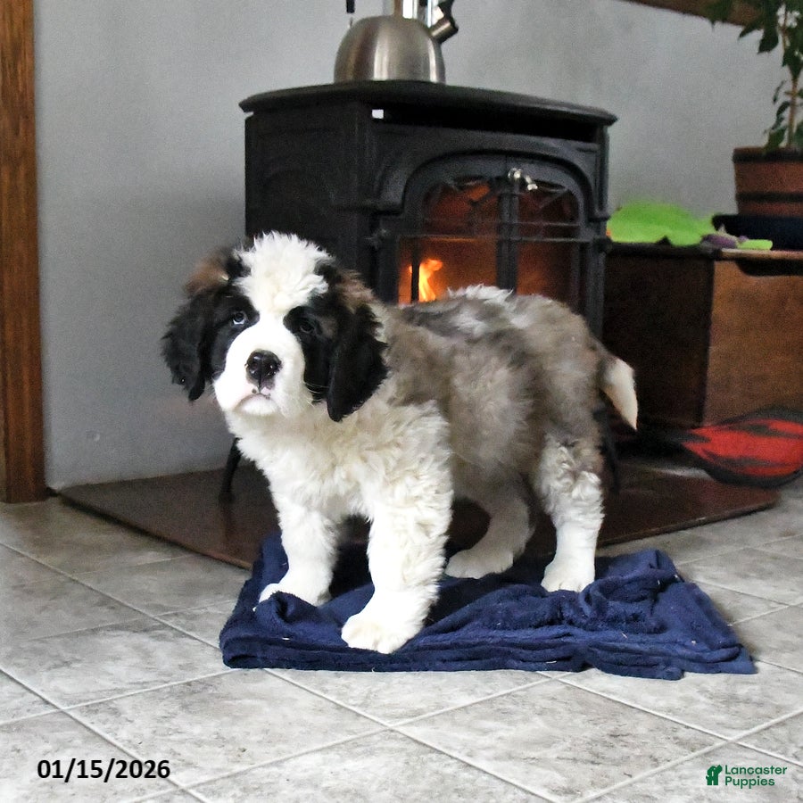 Saint Bernard dogs Colt - Ad 18