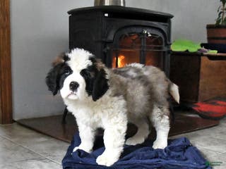 Saint Bernard dogs Colt - Ad 15