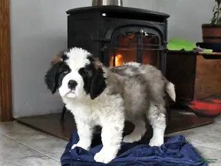 Saint Bernard dogs Colt - Ad 18