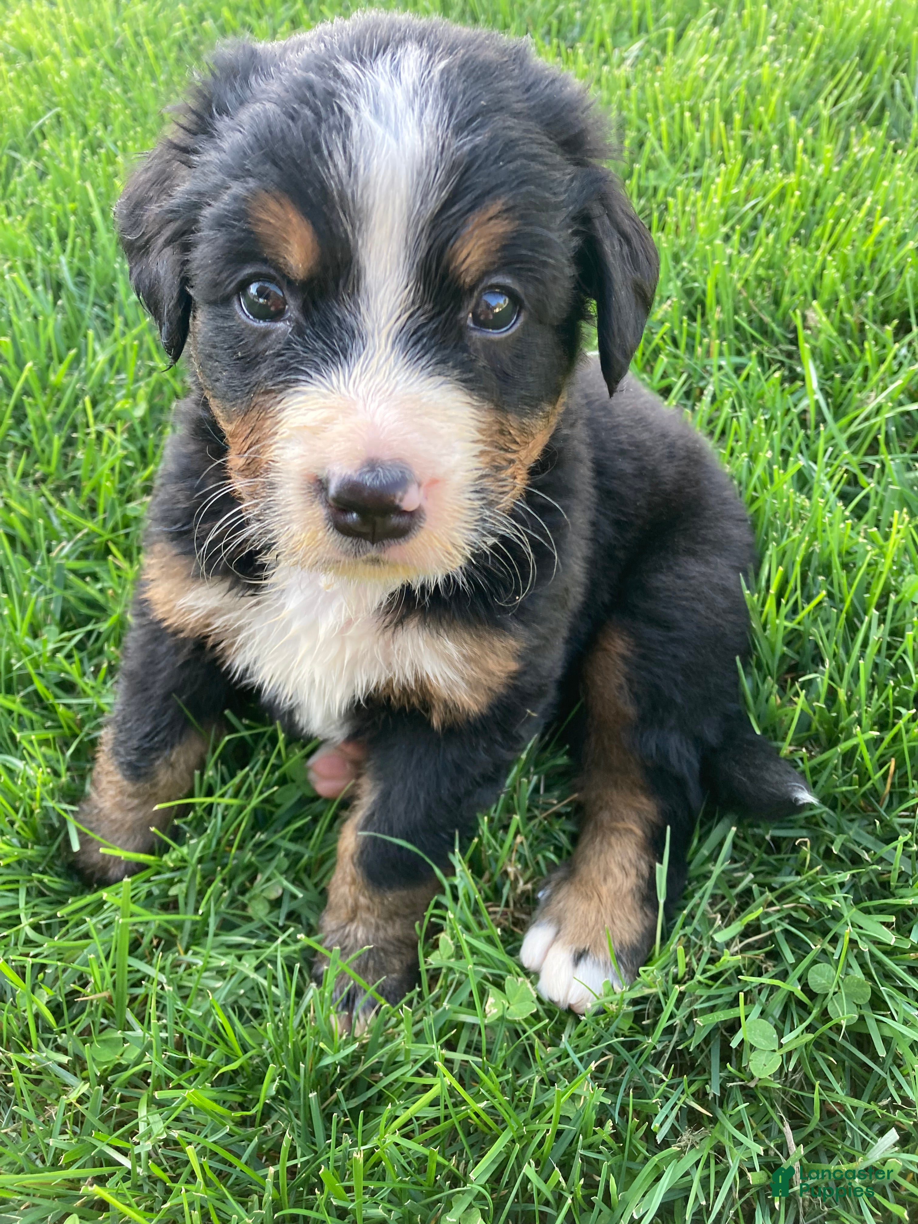Bernese Mountain Dog dogs Ginger - Ad 2