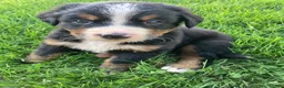 Bernese Mountain Dog dogs for sale: Ginger - Ad 6