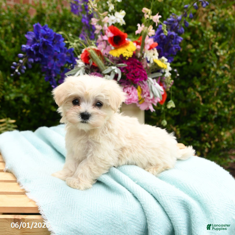 Maltese dogs for sale: Casper - Ad 3